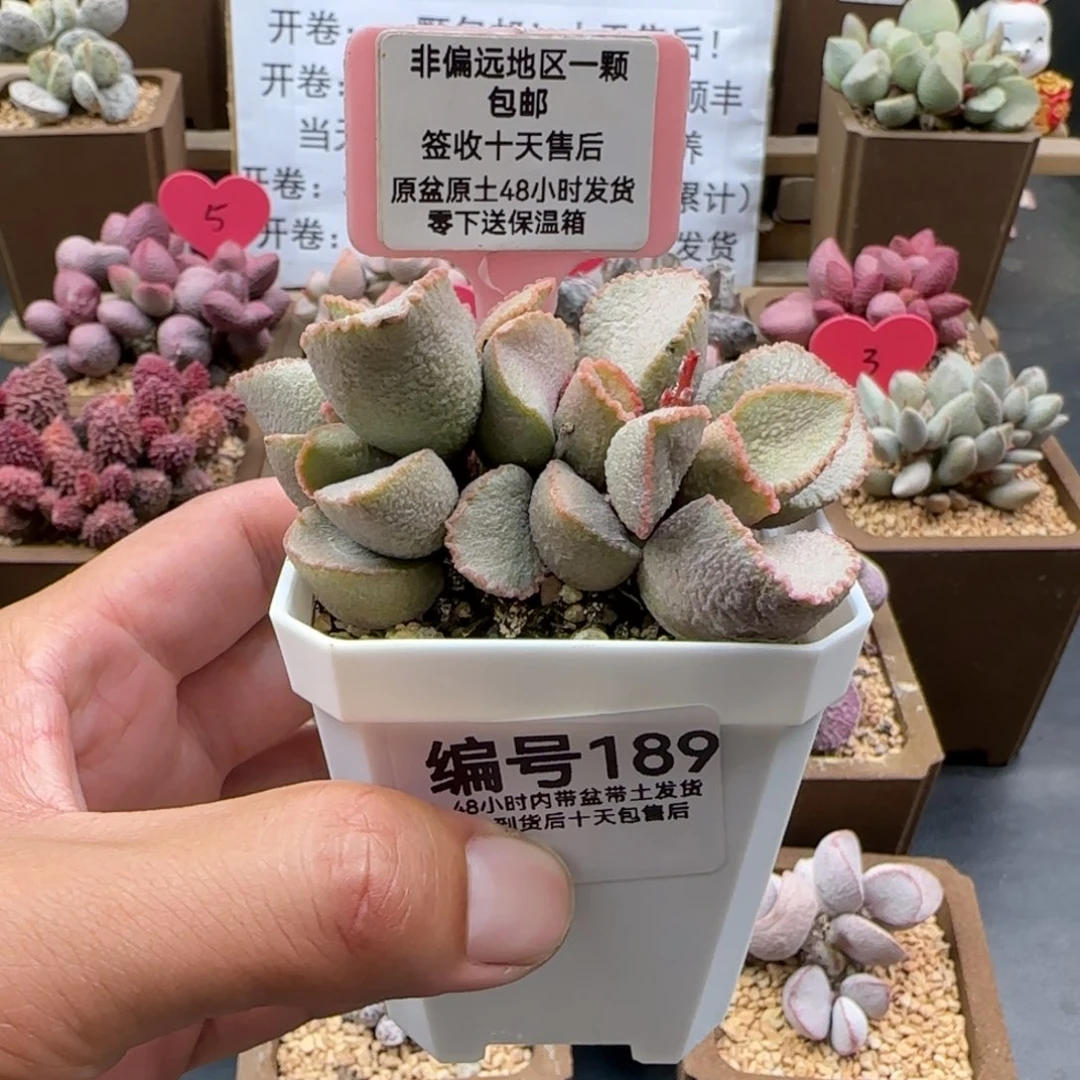 鱼***咪189彩虹翼多肉植物