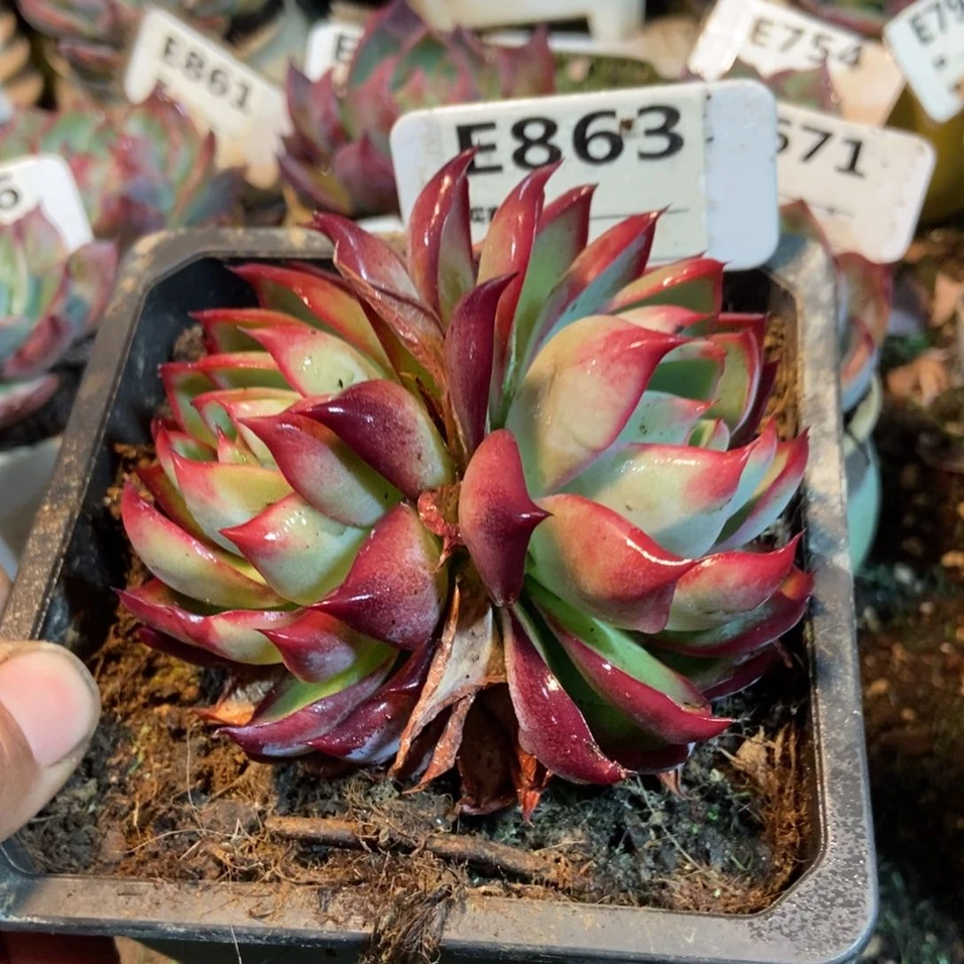 闲**叙惊鸿一瞥863年多肉