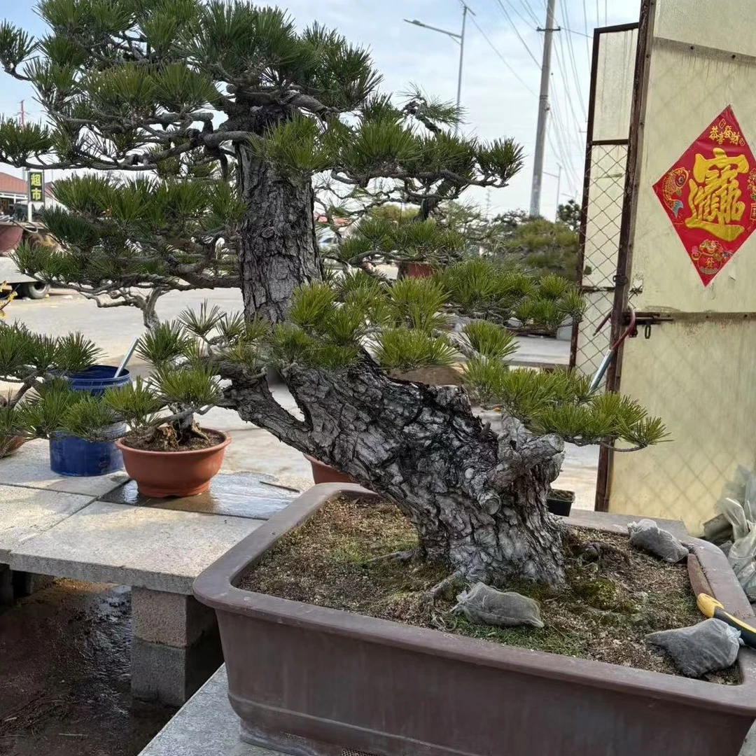 黑松 五针 造型素材庭院松树迎客松老桩黑松观赏盆景一物一拍