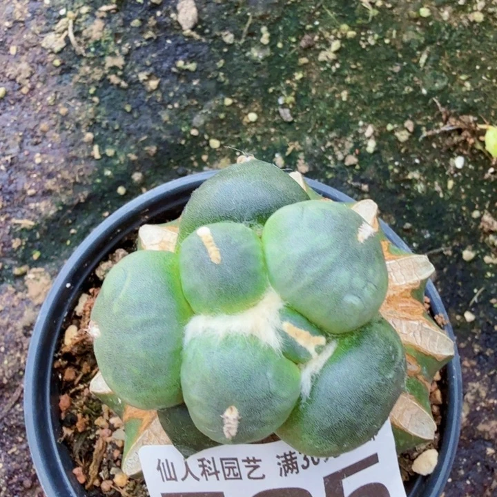 无花朵765白肌特圆光面蛋蛋东六