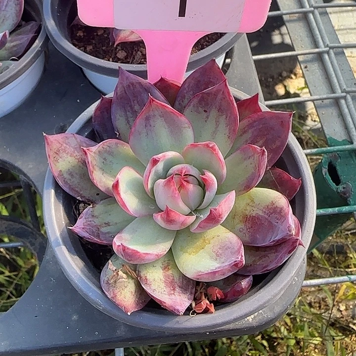 1 惊鸿仙子多肉植物