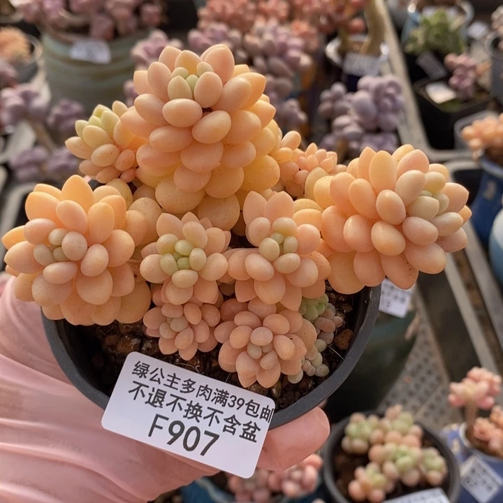 洛可可8cm907多肉植物