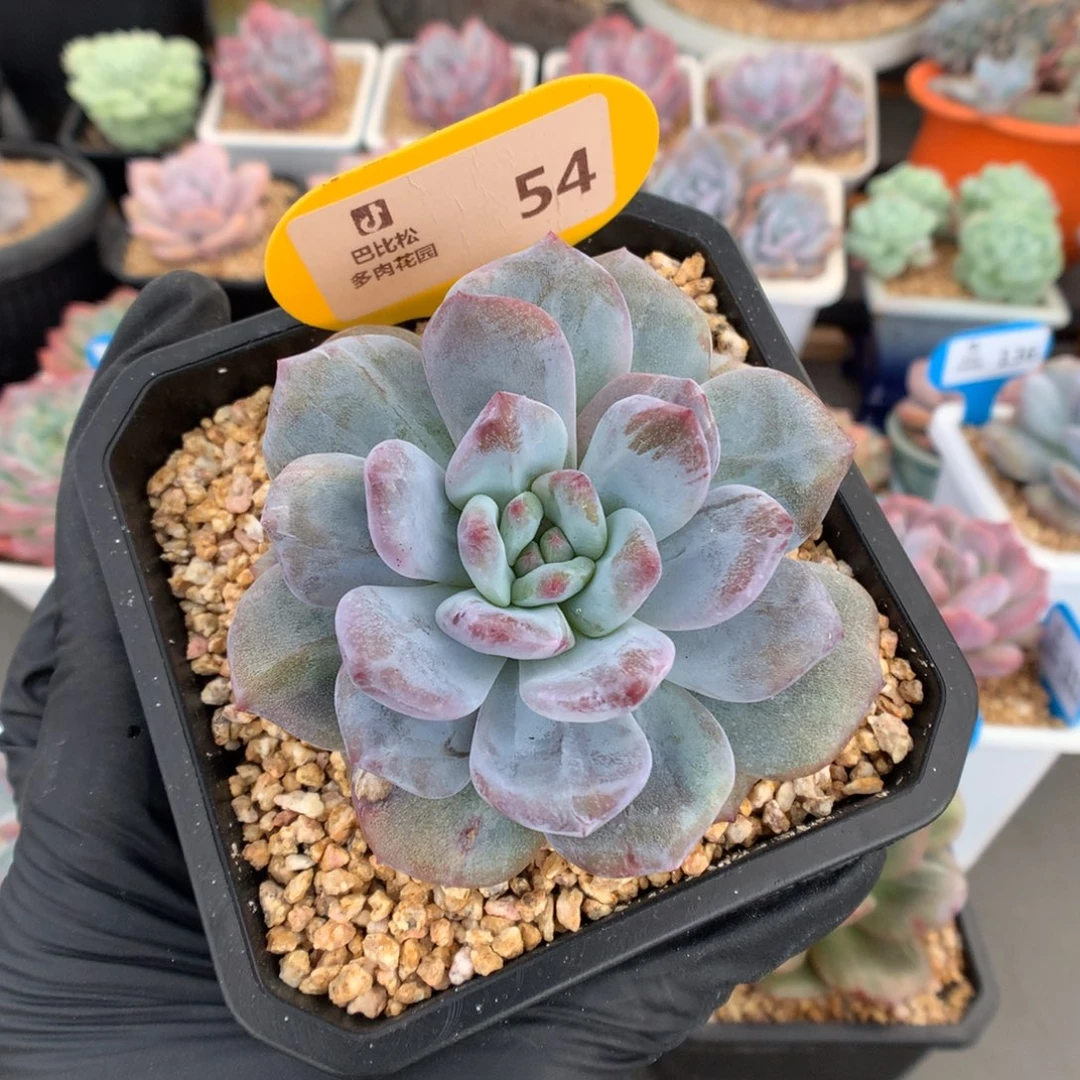 54 紫皮紫心星影石化