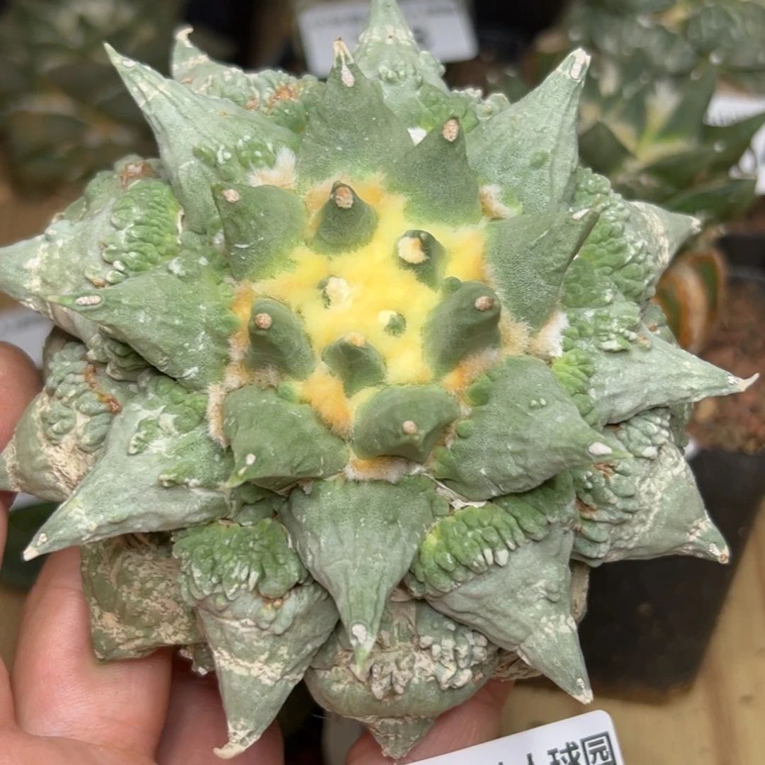 215 仙人球的牡丹