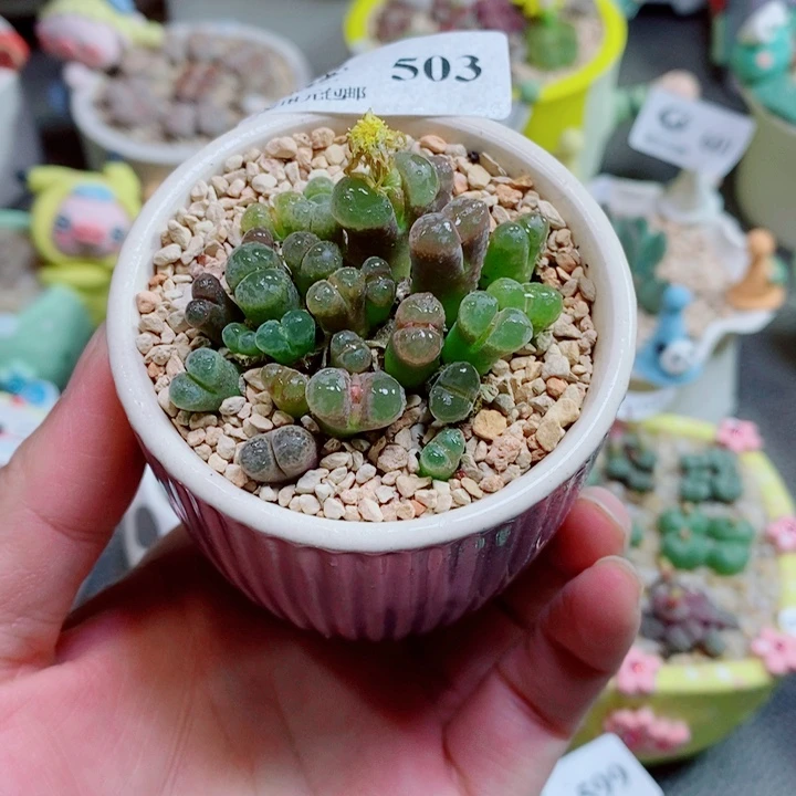 生石花花花花花503