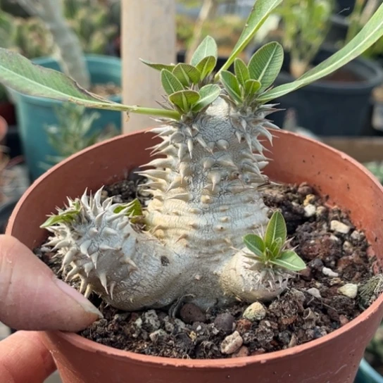 完全开放惠比大黑