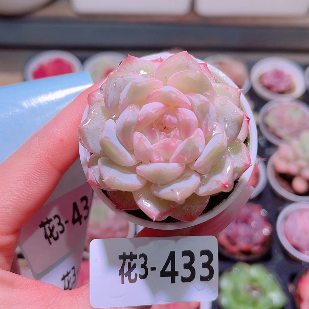 花利美3-433新品