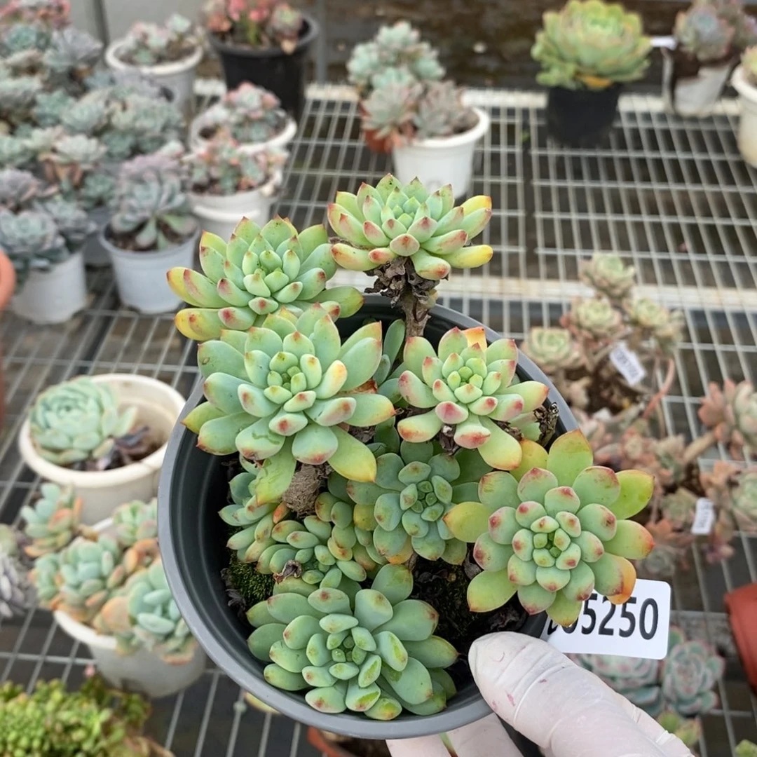 5250蓝苹果一物一拍