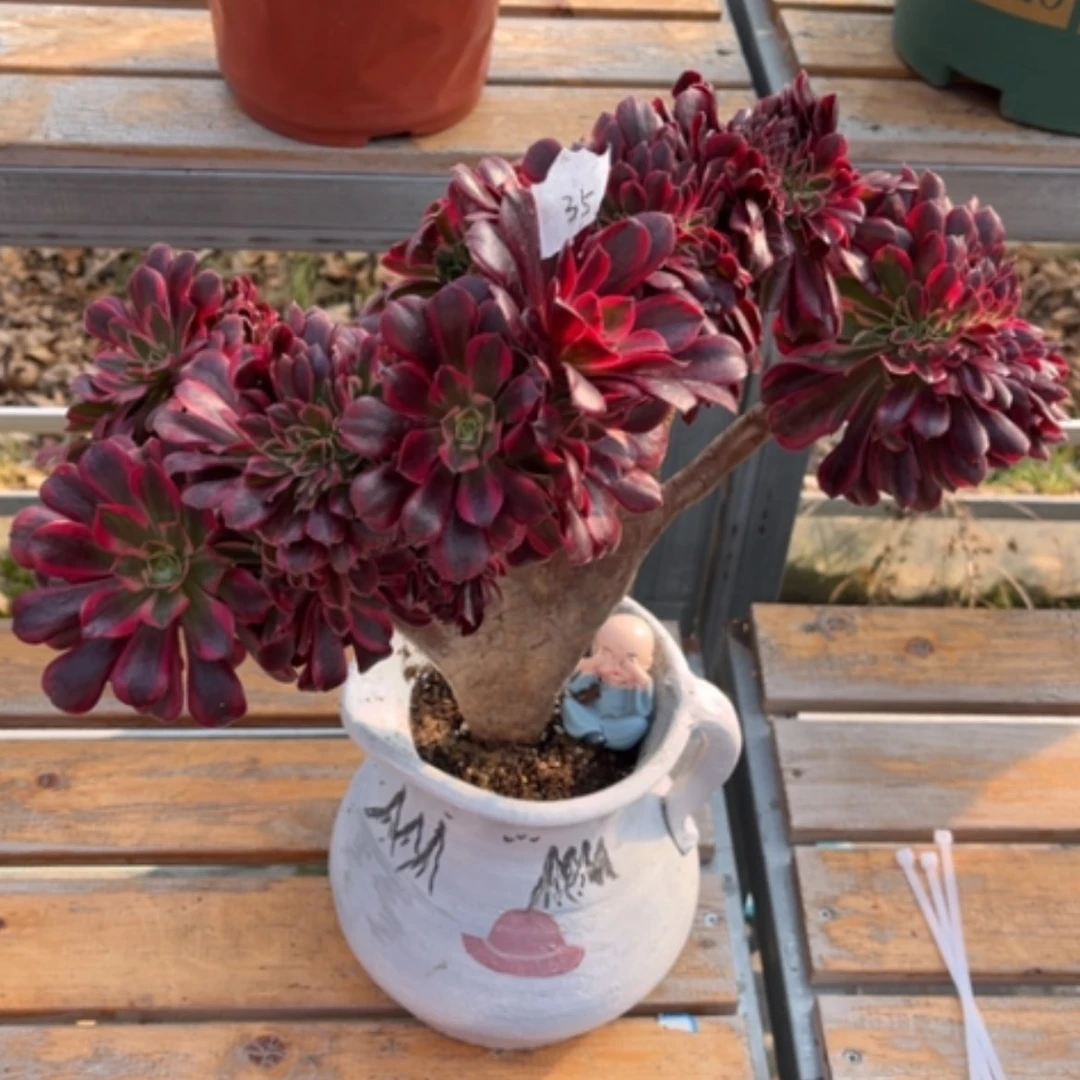 【闪购商品】35美杜莎缀多肉法师