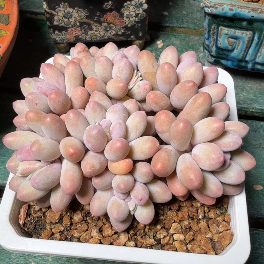 汤圆一物一拍拍下不退不换