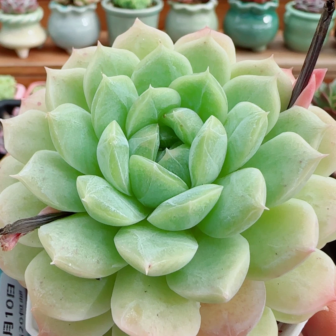 花语逸镜1010-88母本溏心