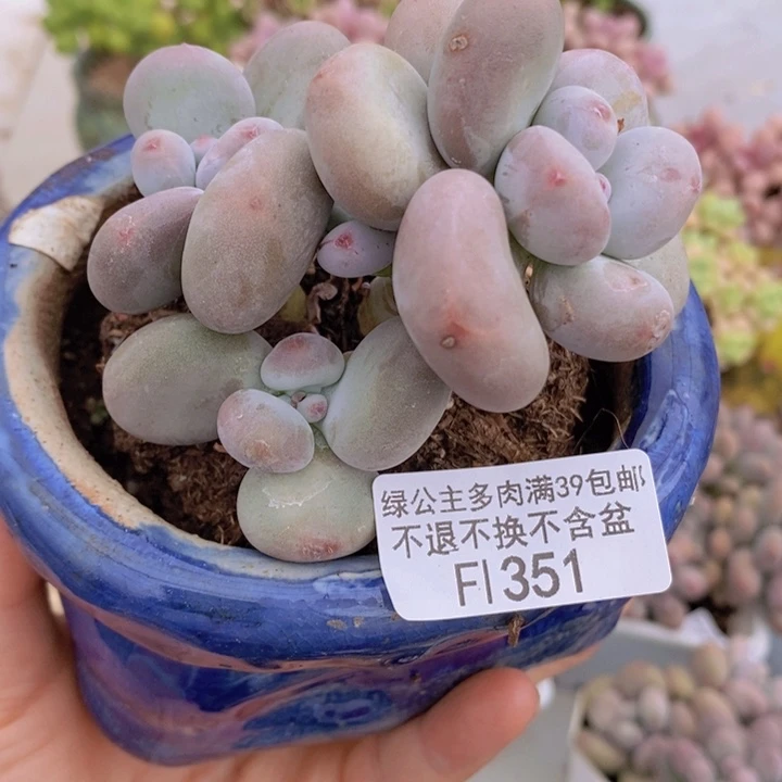 蛋黄大叶奶7cm351多肉植物