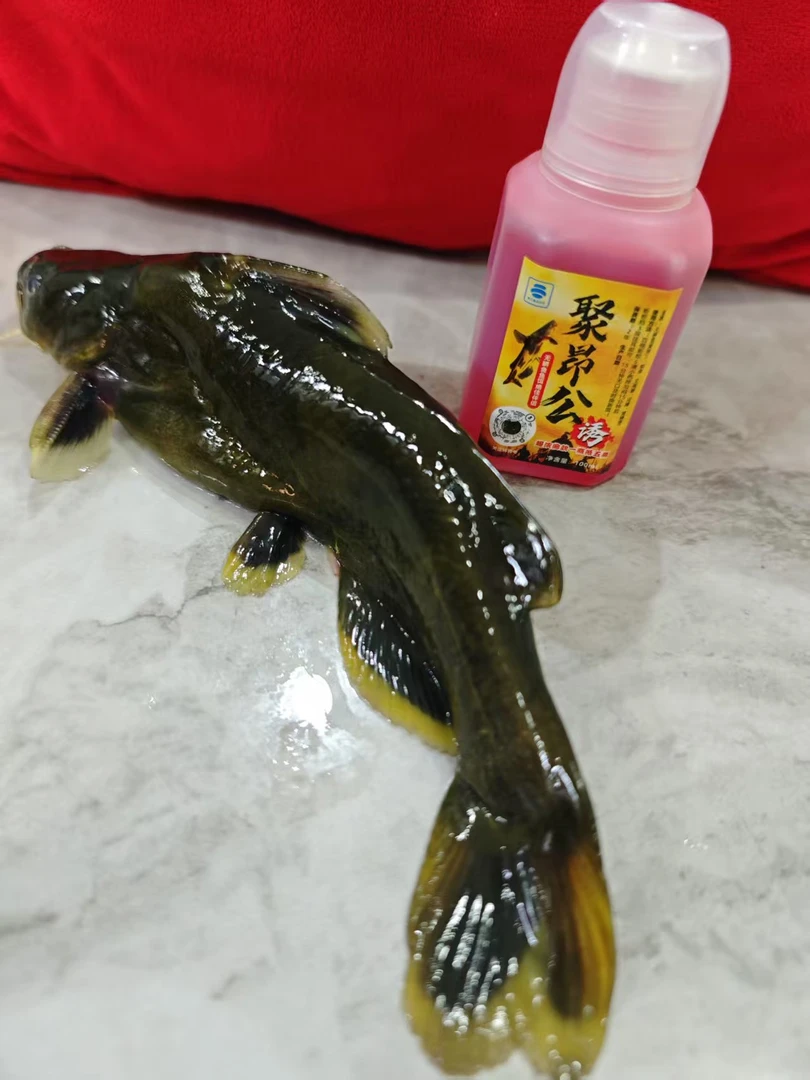 爆款钓黄辣丁黄骨鱼普通版诱鱼剂