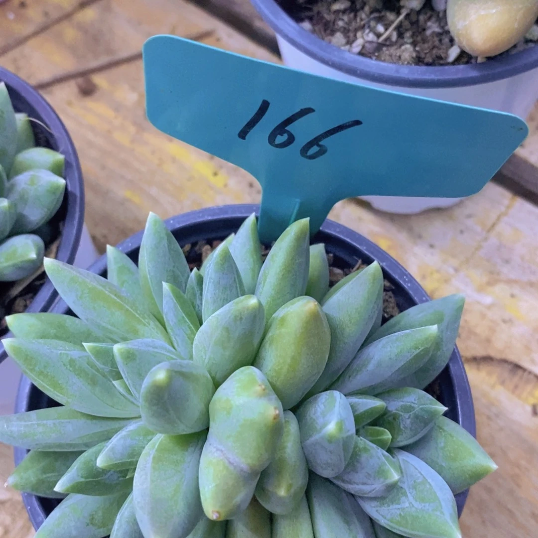 开心多肉，收官之战