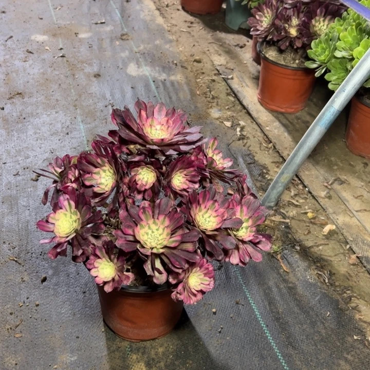 10红铜白多肉多肉多肉