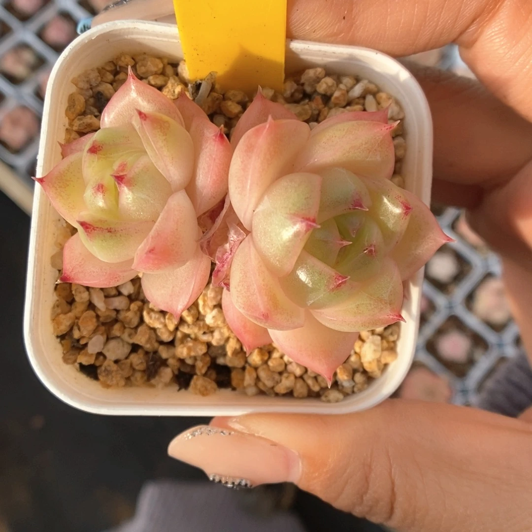 吃***豆蜜蜡麦秆330号。