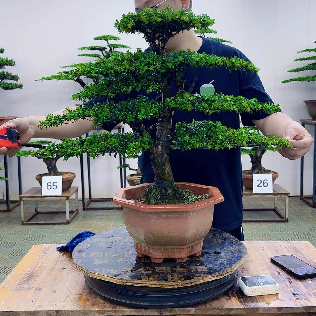 无花朵红芽罗汉松造型盆景