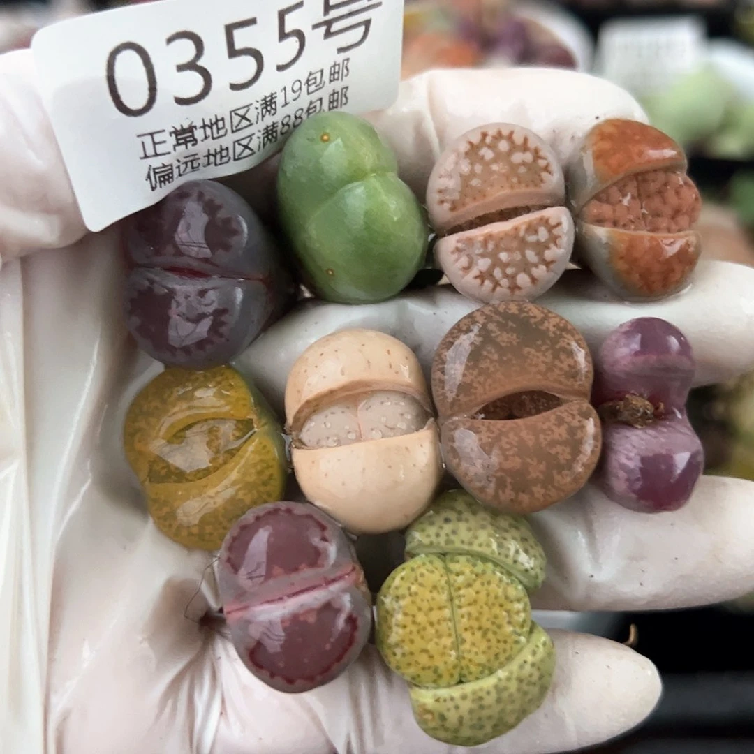 好养易活生石花大母本0355