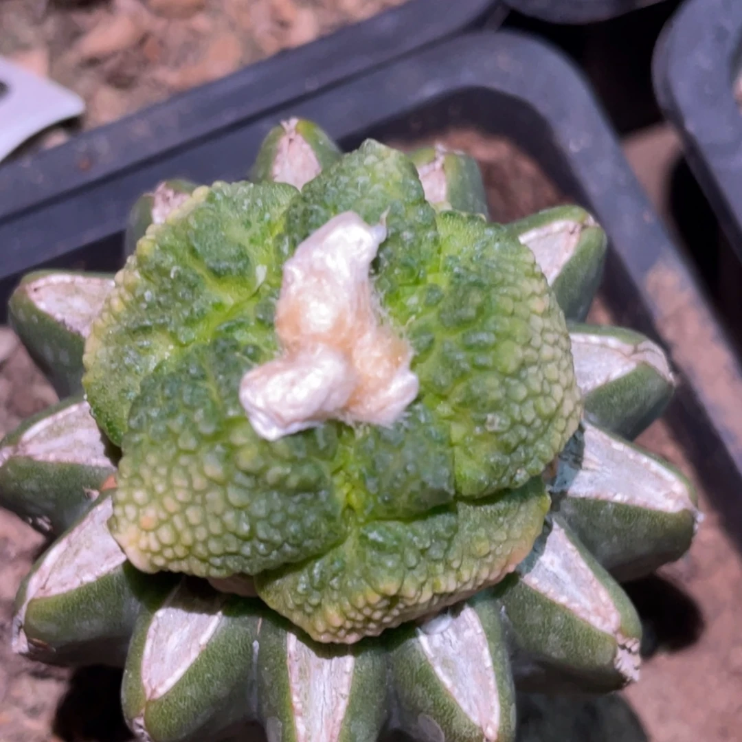 全部花朵黄体大犹连山牡丹818