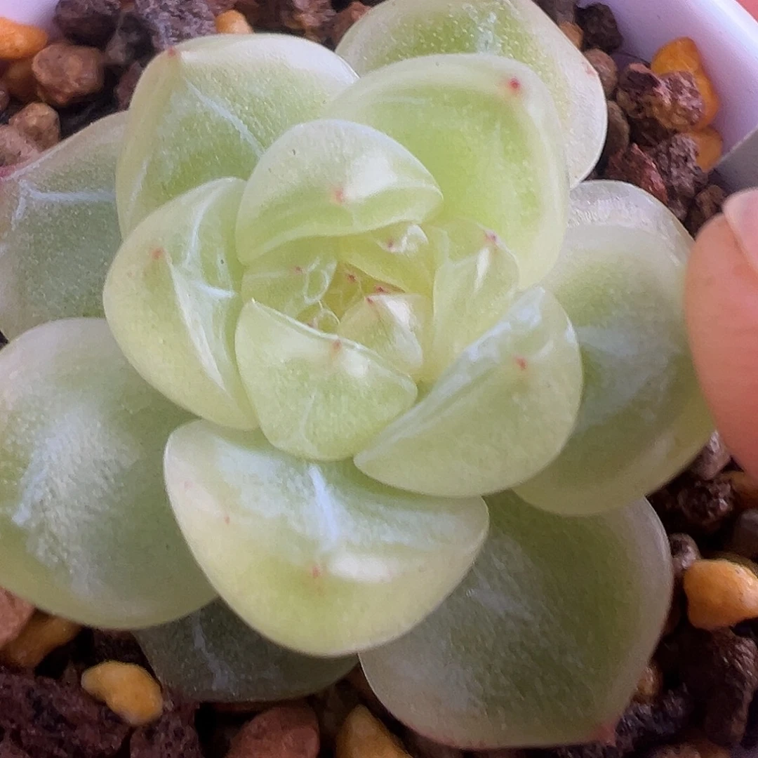 *****发12个小苗 五个品种