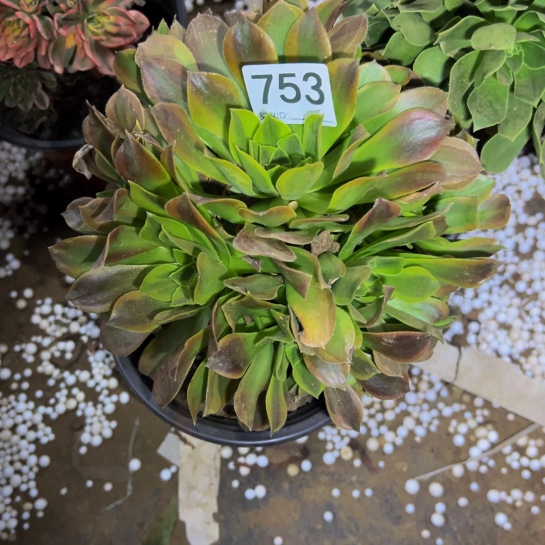 753青檬多肉植物