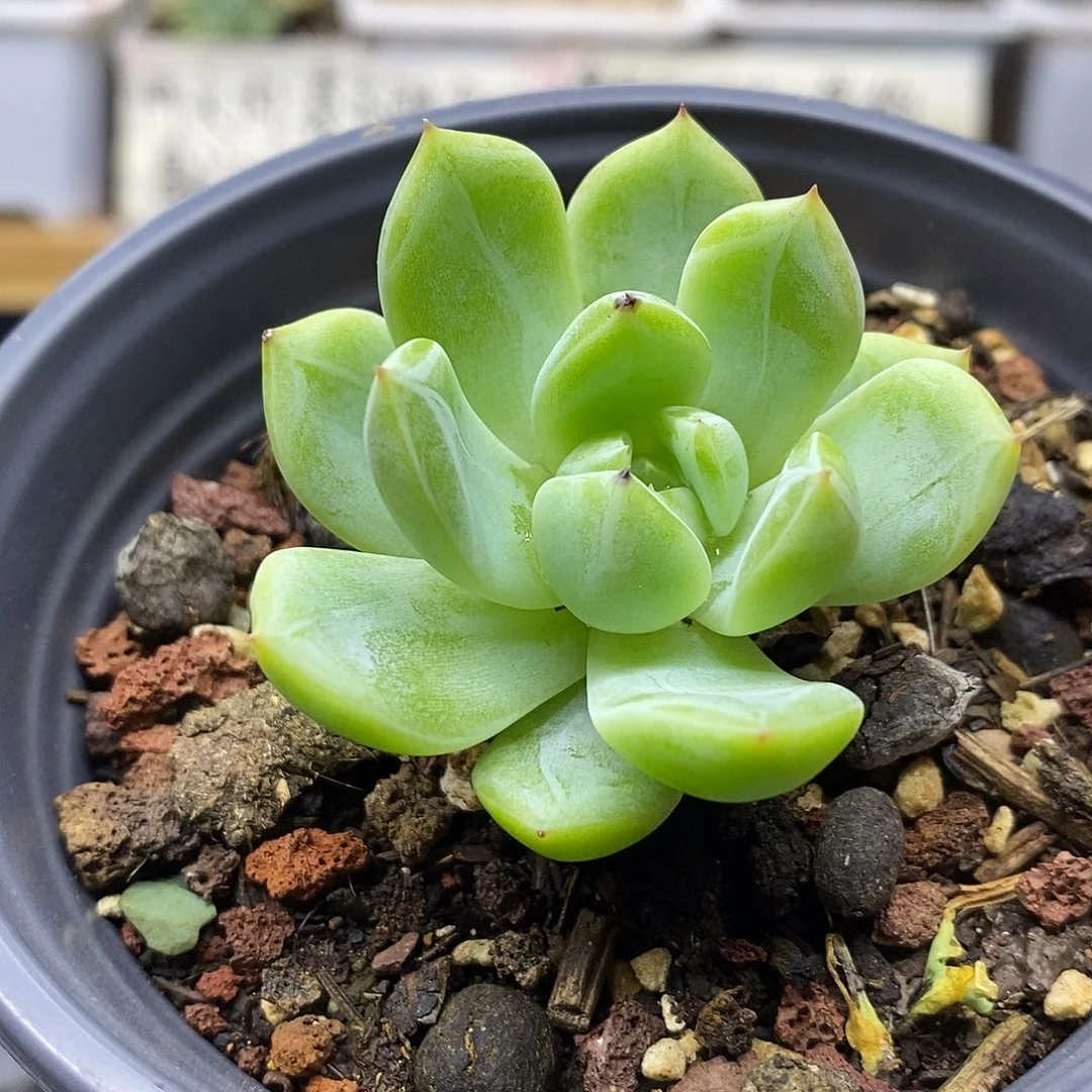 21107 雪花珍妮多肉