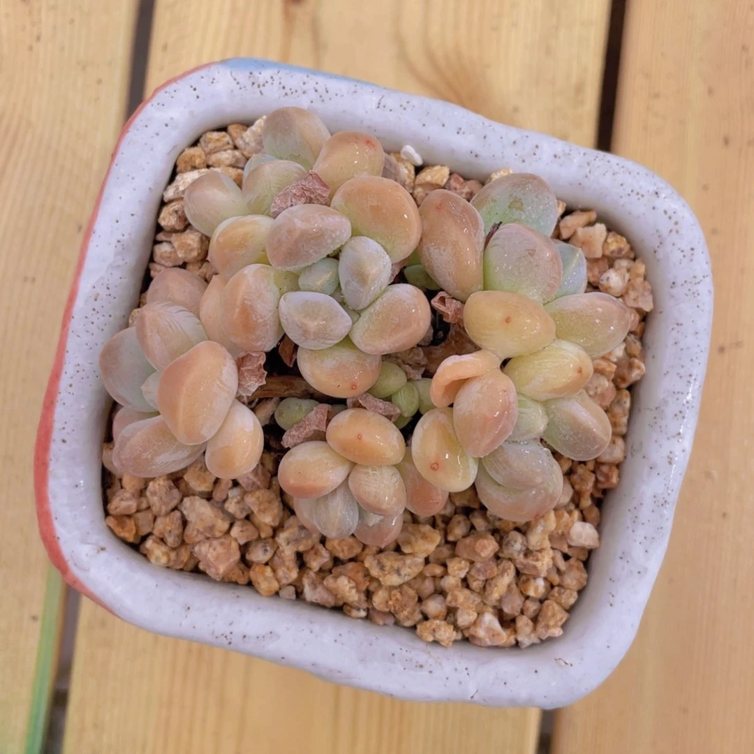 虾****1104号 丽芙美人群生老桩一个