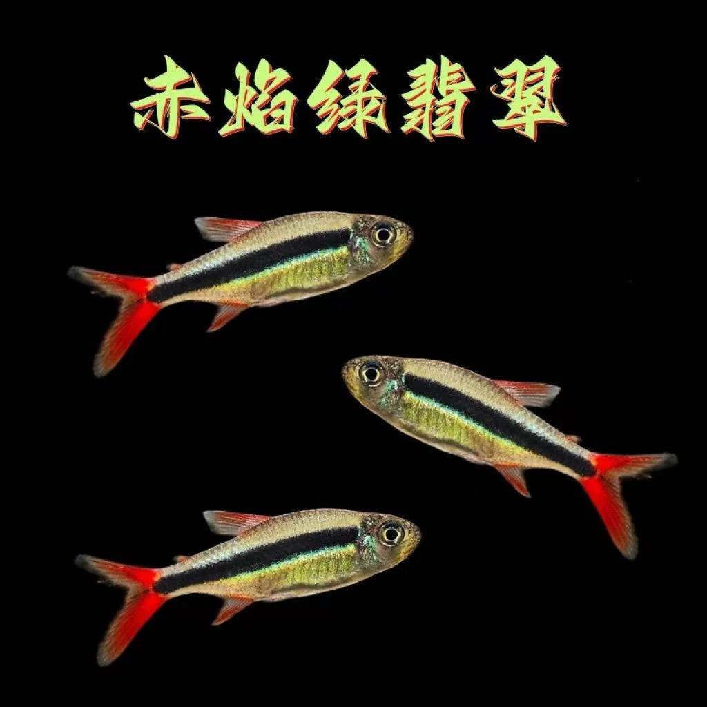 炽焰绿翡翠灯鱼南美进口小型灯科鱼稀有高端红尾热带鱼活体小鱼