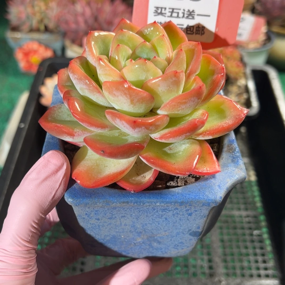 表妹精品多肉植物053.