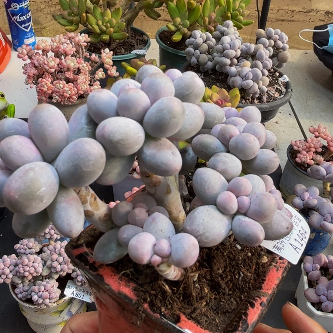 小***阳464香水手指有掉叶10cm