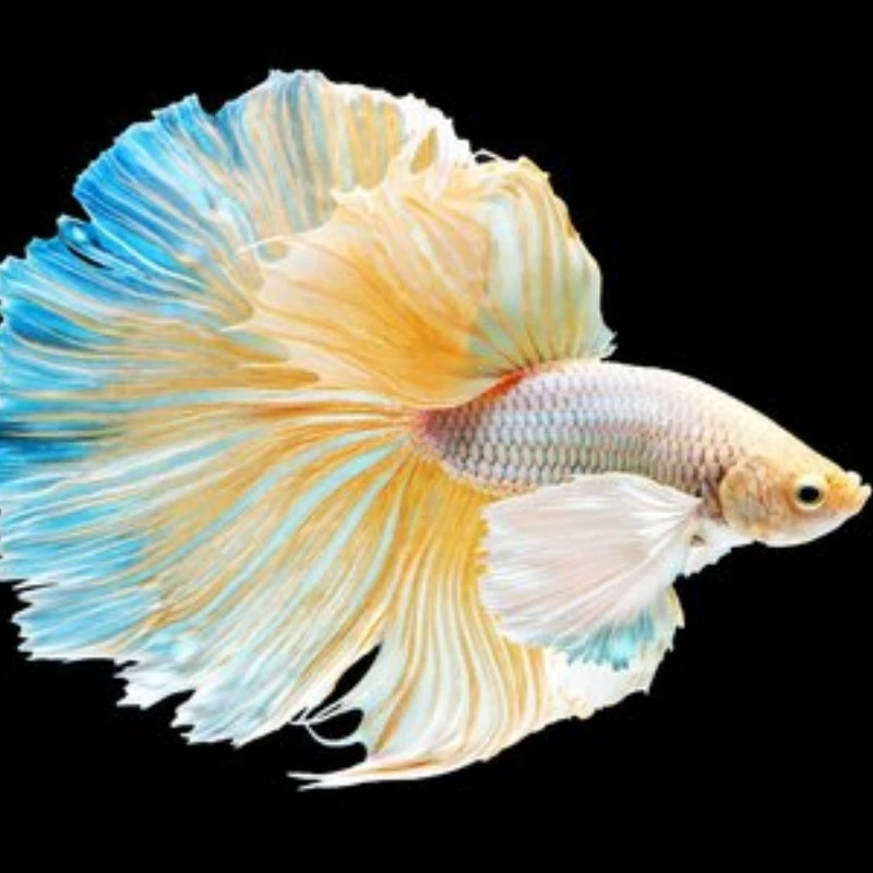 B1（1-24）泰国斗鱼小型热带观赏鱼【直播间选鱼】