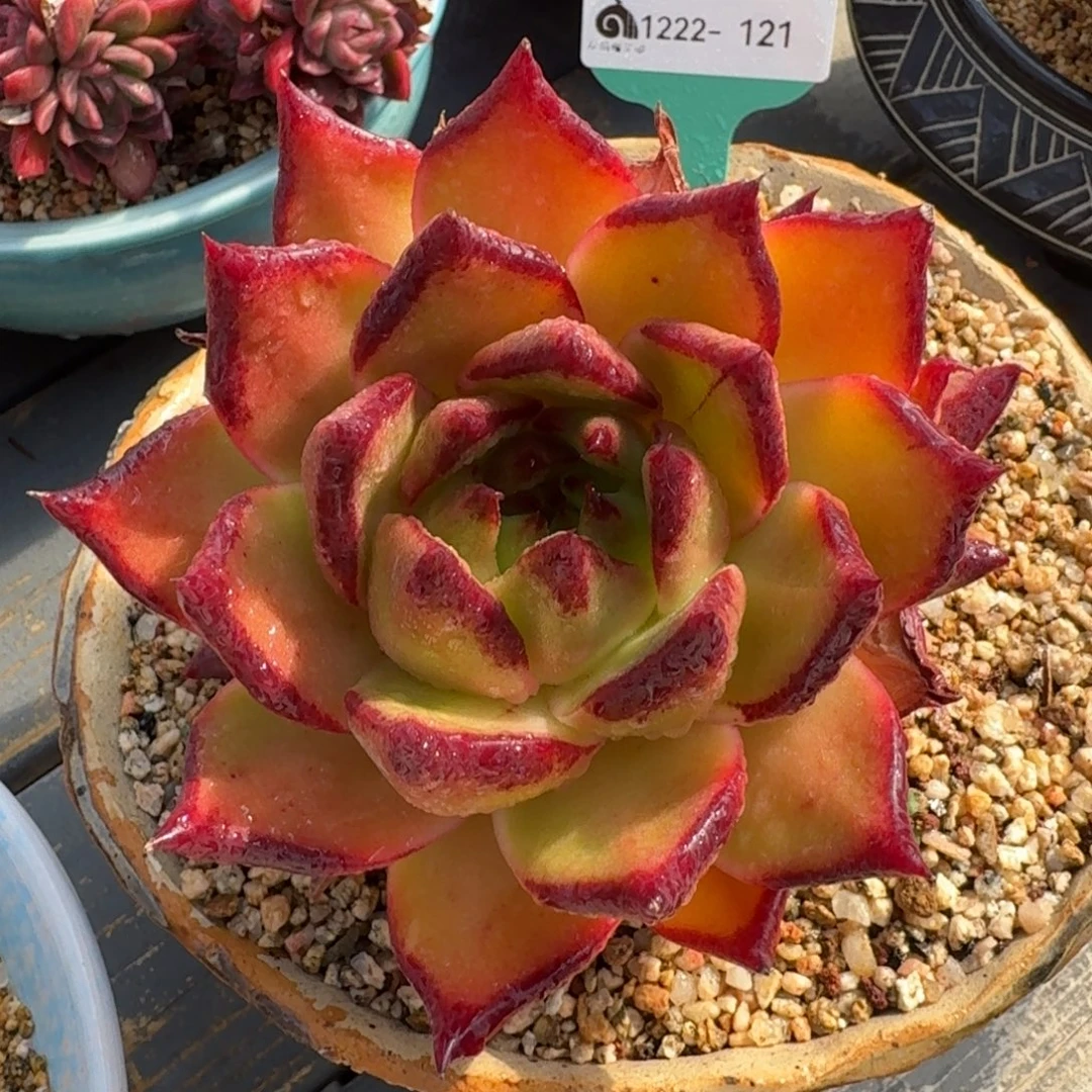 从前慢多肉精选编号1222.121