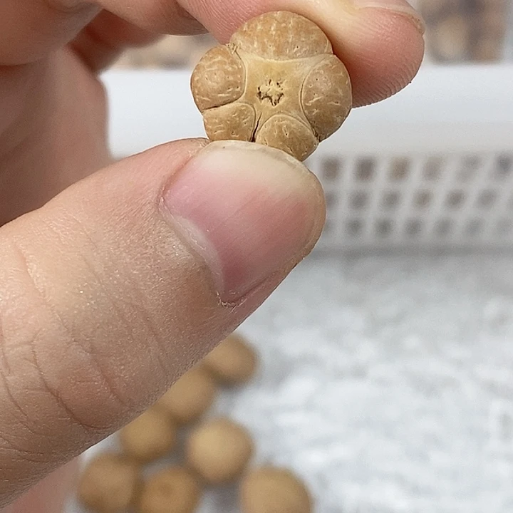 凤眼菩提吊坠尼泊尔小凤眼