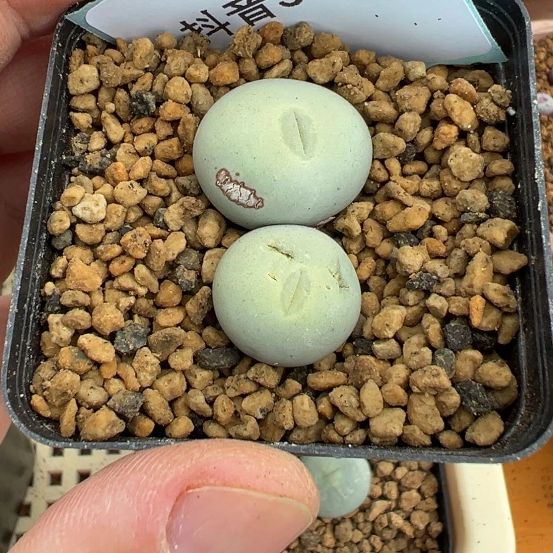 3-75肉锥多肉植物