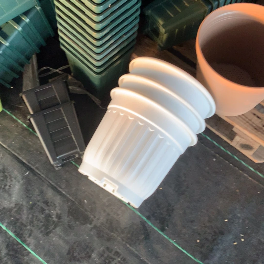 红陶32口白色罗马3个瑕疵