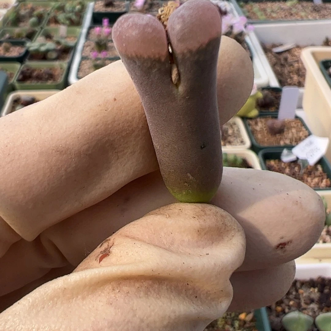 888 好看的多肉冲冲冲