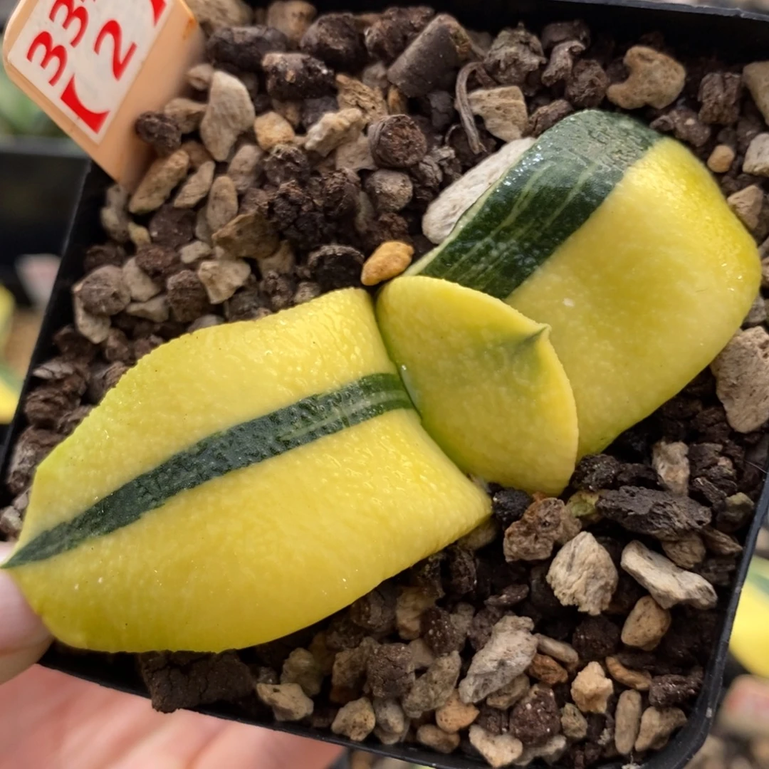 33-2湖斑军配卧牛寿锦