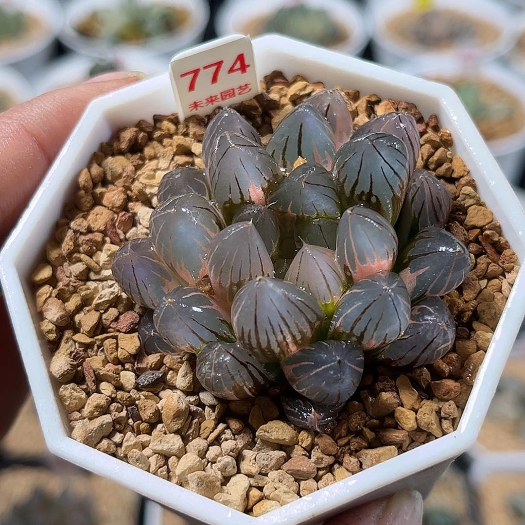 774霓虹灯玉露锦福利