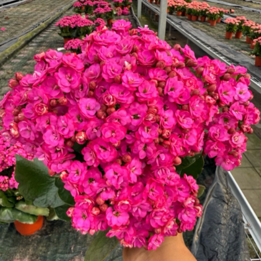 (米粒)品种重瓣紫色130盆长寿花