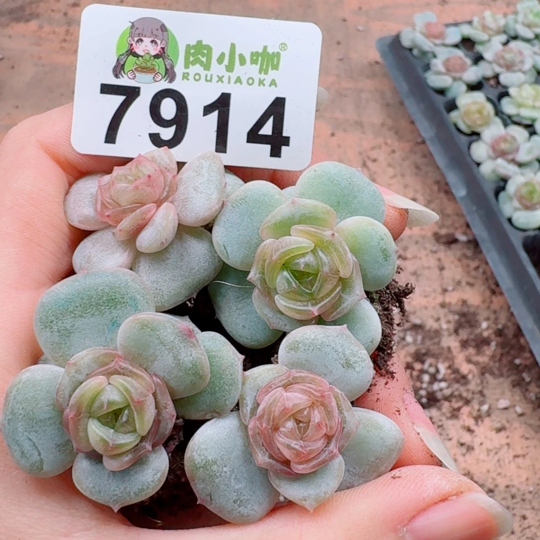 多肉植物多肉植物