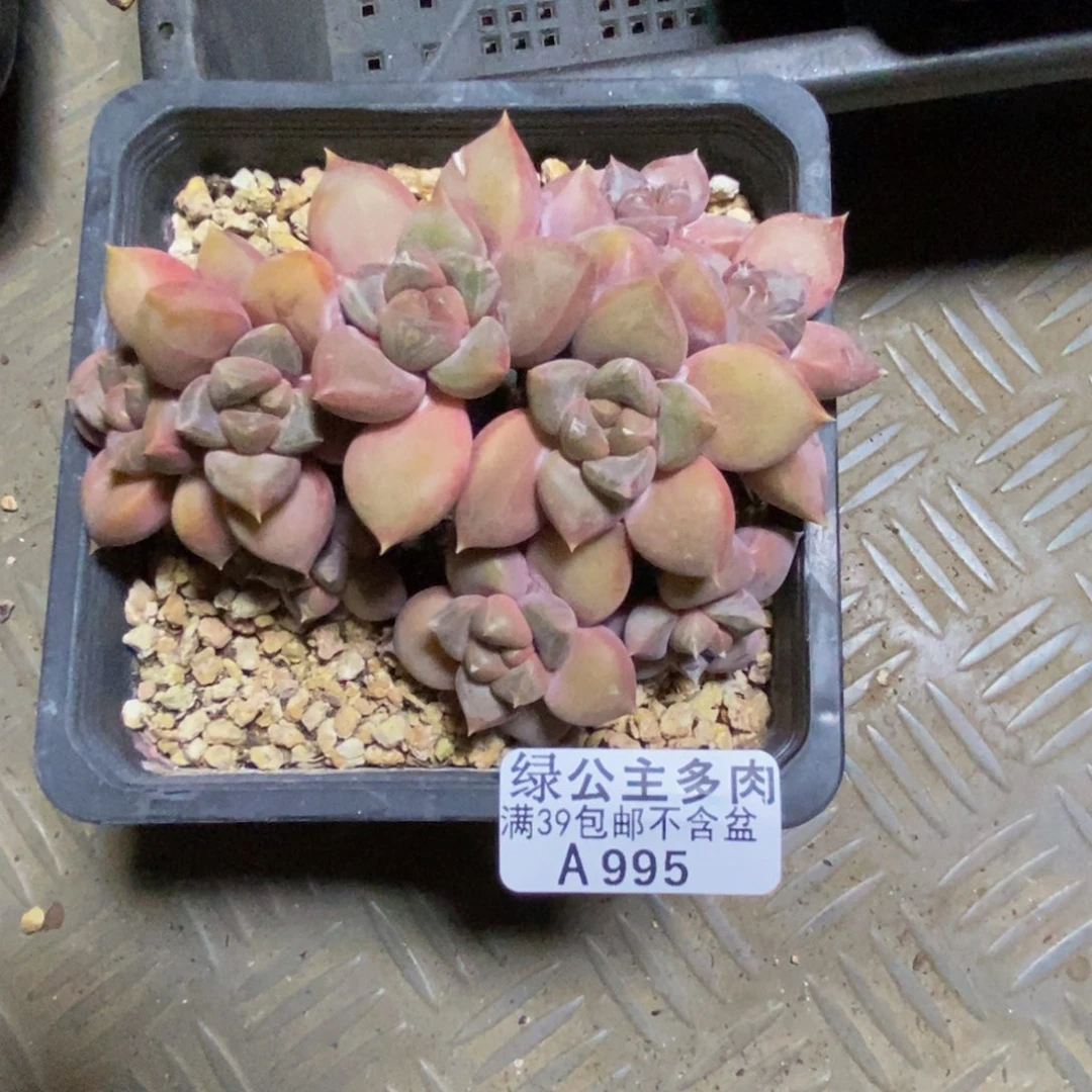 曹*胖995象牙奶朵朵缀多肉10cm