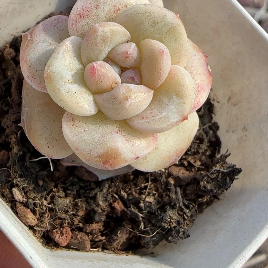 多肉小卡拉米糖心一物一拍