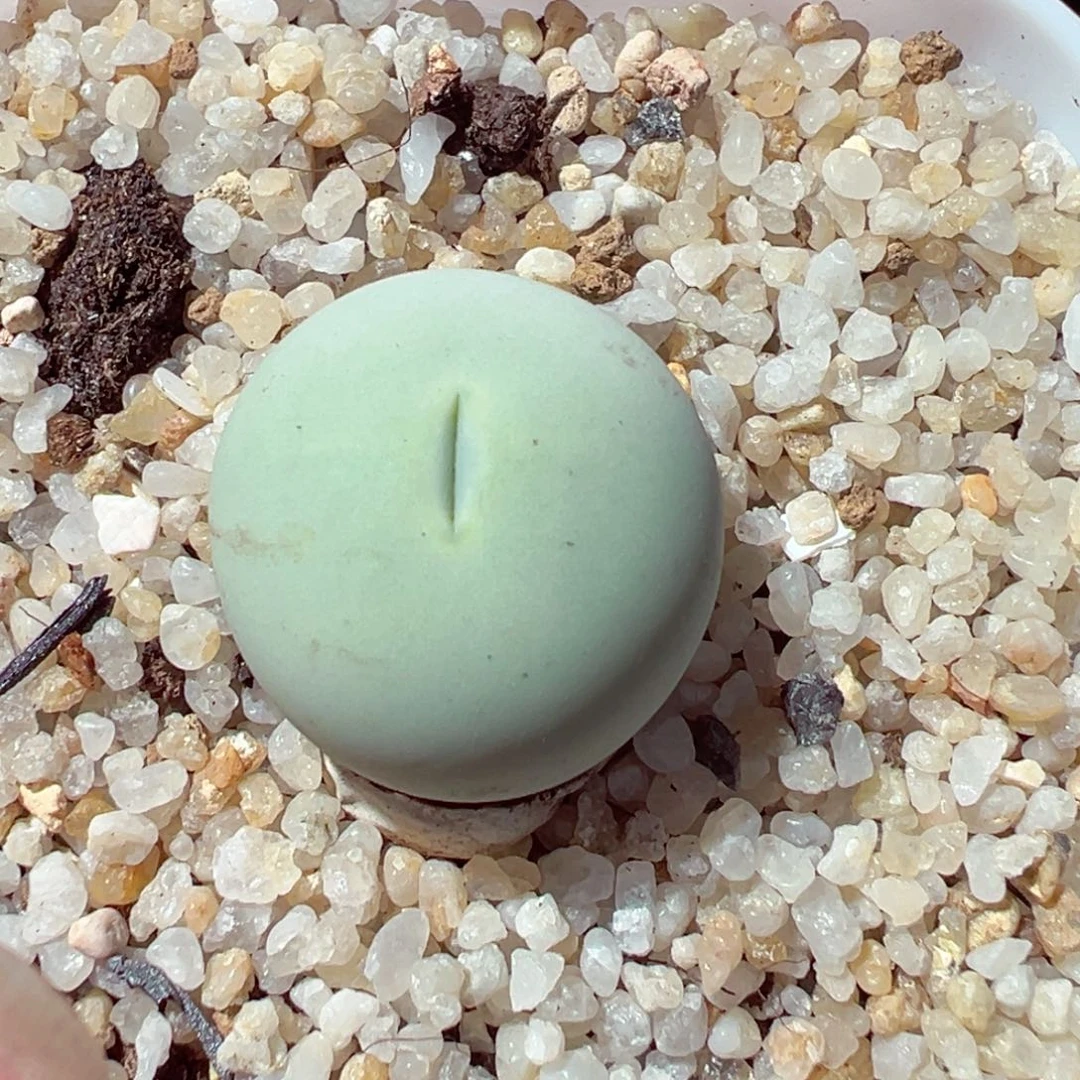 1201-133多肉多日鸽子蛋