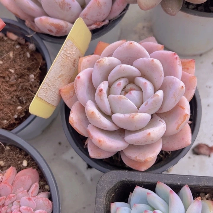 健健康康平平安安