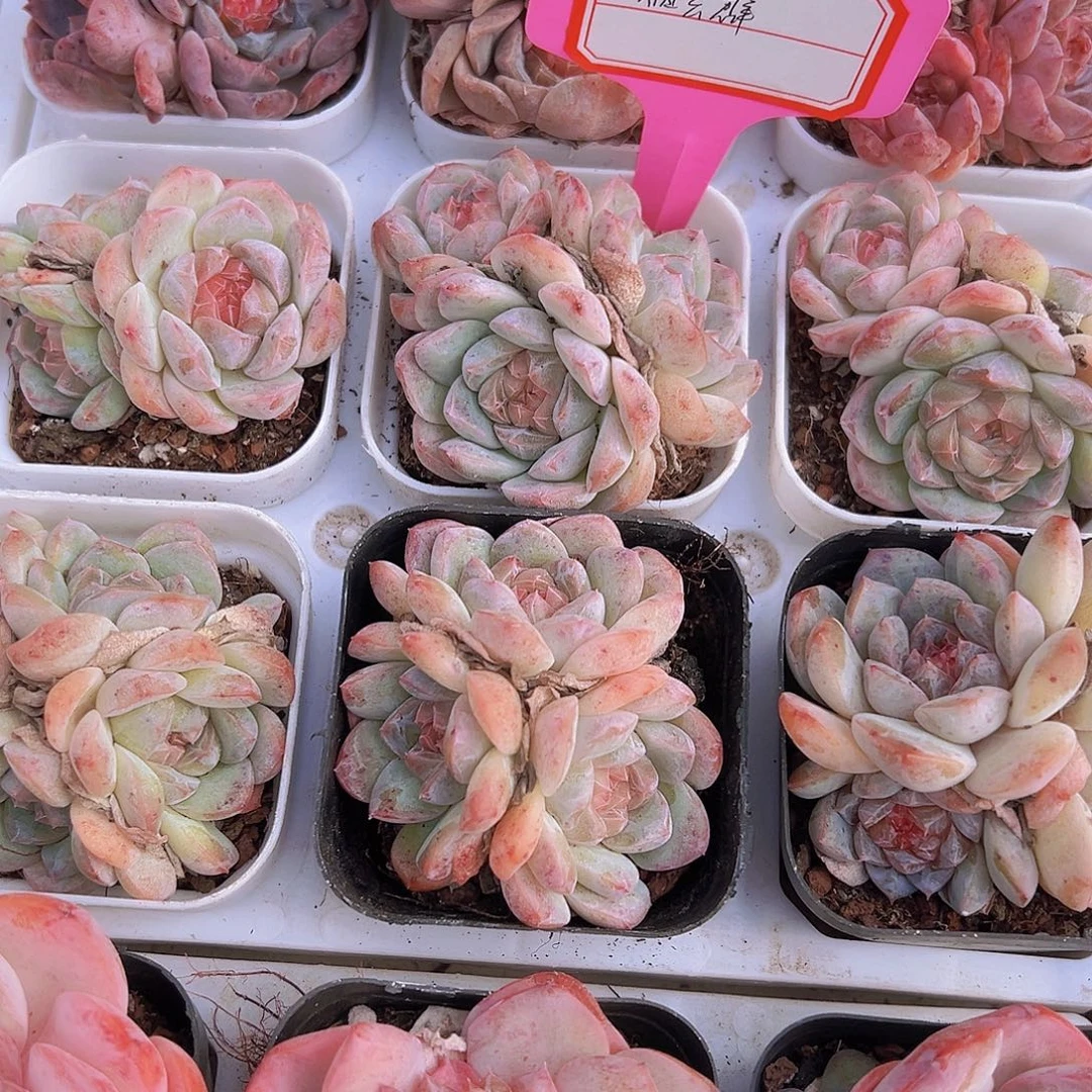 烟云群19包哟1颗多肉