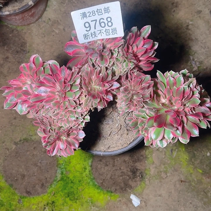 9768粉女巫缀多肉植物