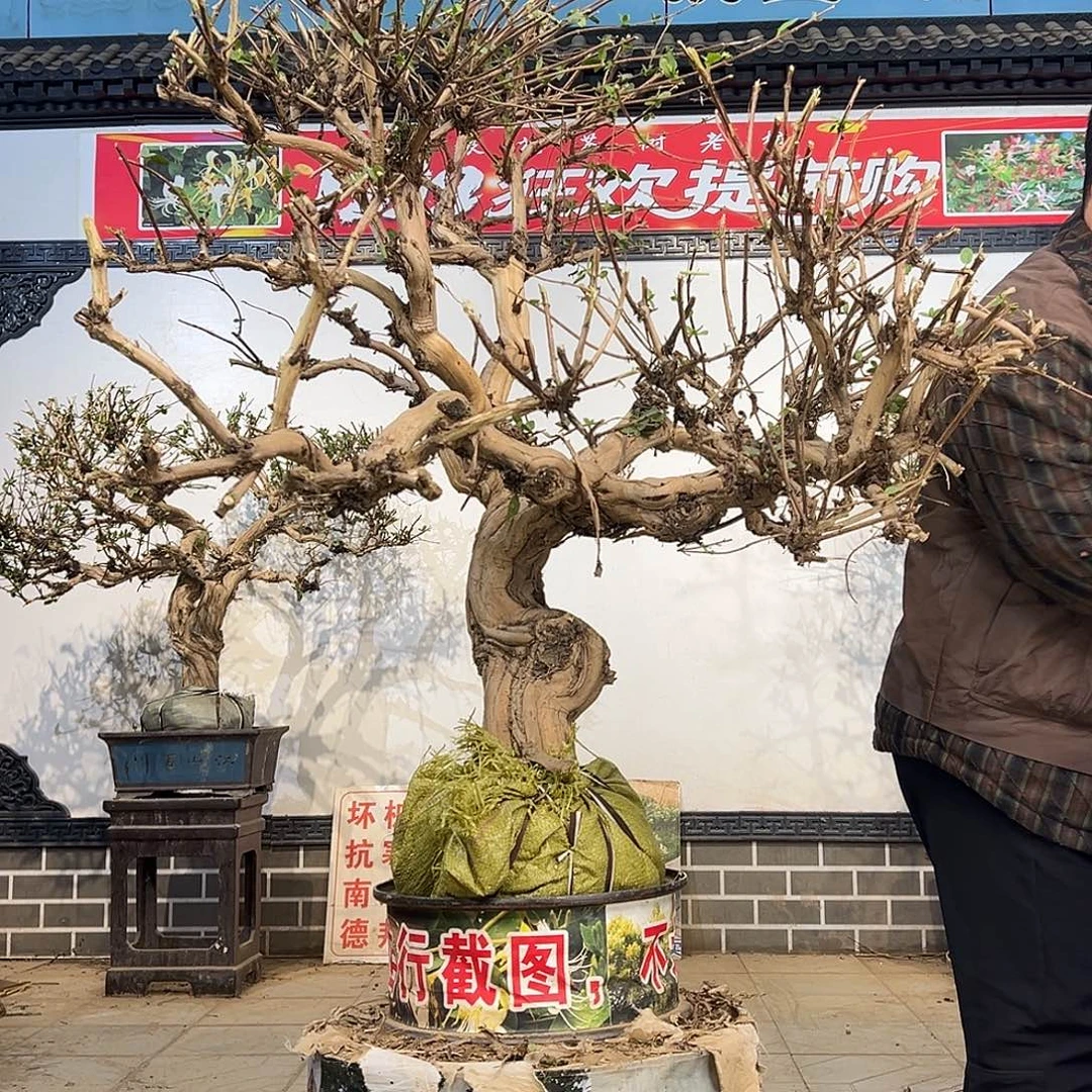 无花朵金银花88888888888888