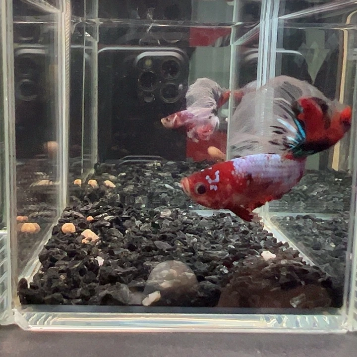 斗鱼跑单拉黑3日81