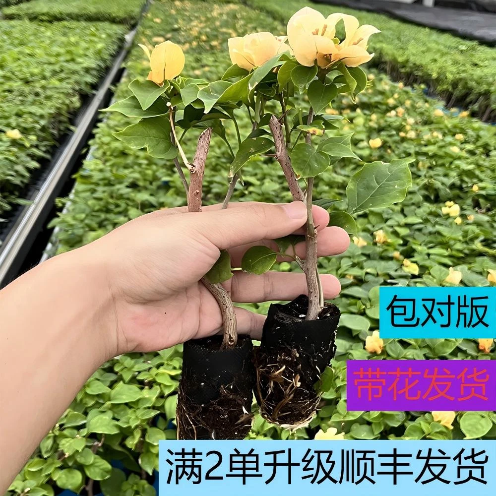 直播专属【金色光辉】【满2棵发顺丰】【包对版】三角梅四季开花爬藤