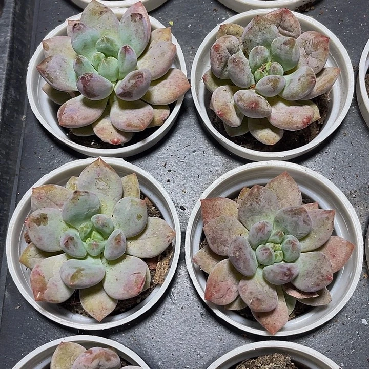 半夏3.8带盆土发货